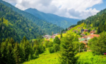 rize