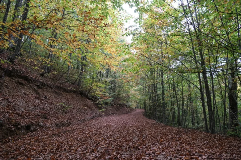 Kapankaya Seyir Terası’ndan göller ve orman dokusunun altın saat ışığında panoramik görünümü